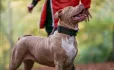 Why a near miss dog-attack was a wake-up call